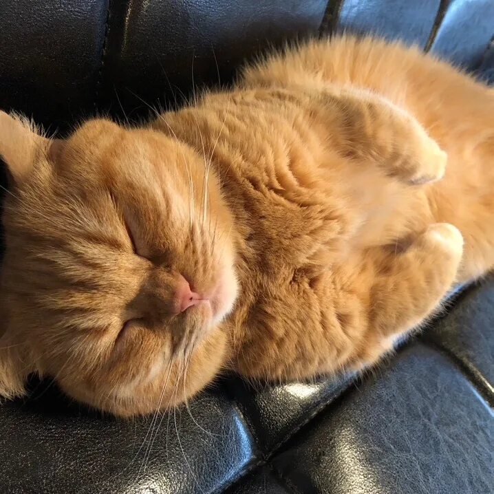 Покажи спящего кота