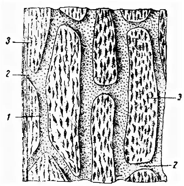 эпюра крутящих моментов вала. опорно трофические ткани рисунок. габаритные размеры помещения. продольный распил кости. длина линии.