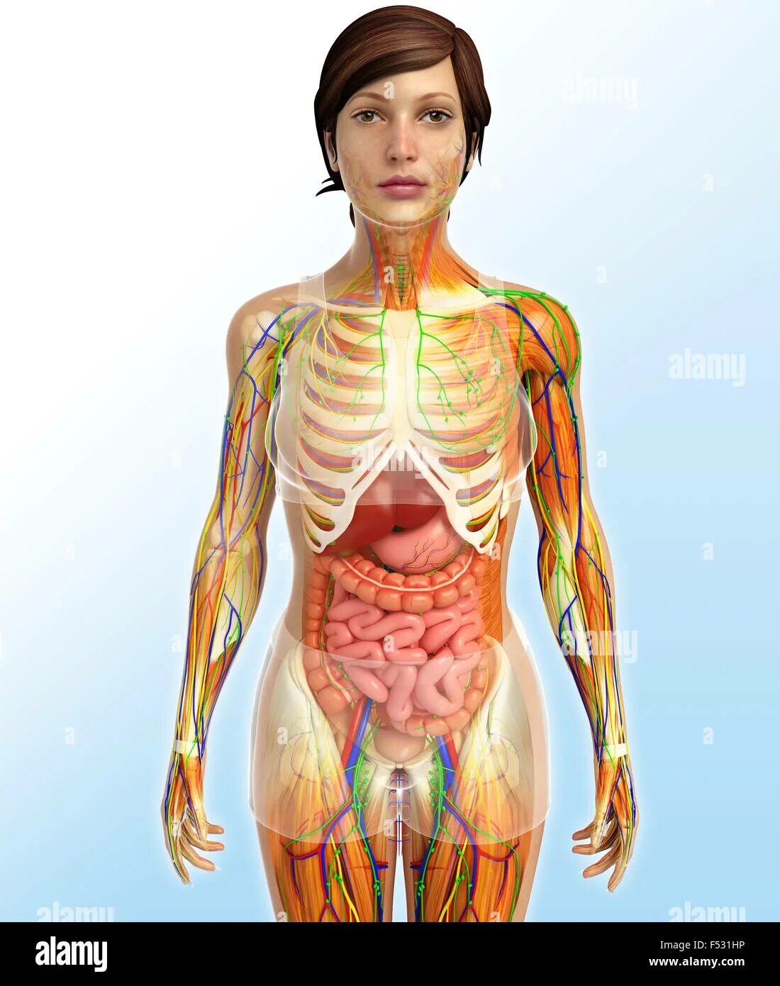 Тело женщины анатомия. Организм женщины. Человеческое тело женское.