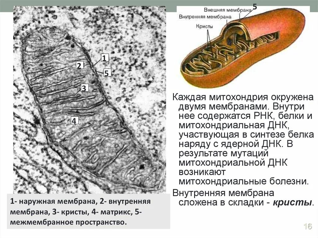 Митохондриальные белки. Митохондриальные белки и митохондрия. Наружная митохондриальная мембрана. Внутренняя мембрана Кристы.