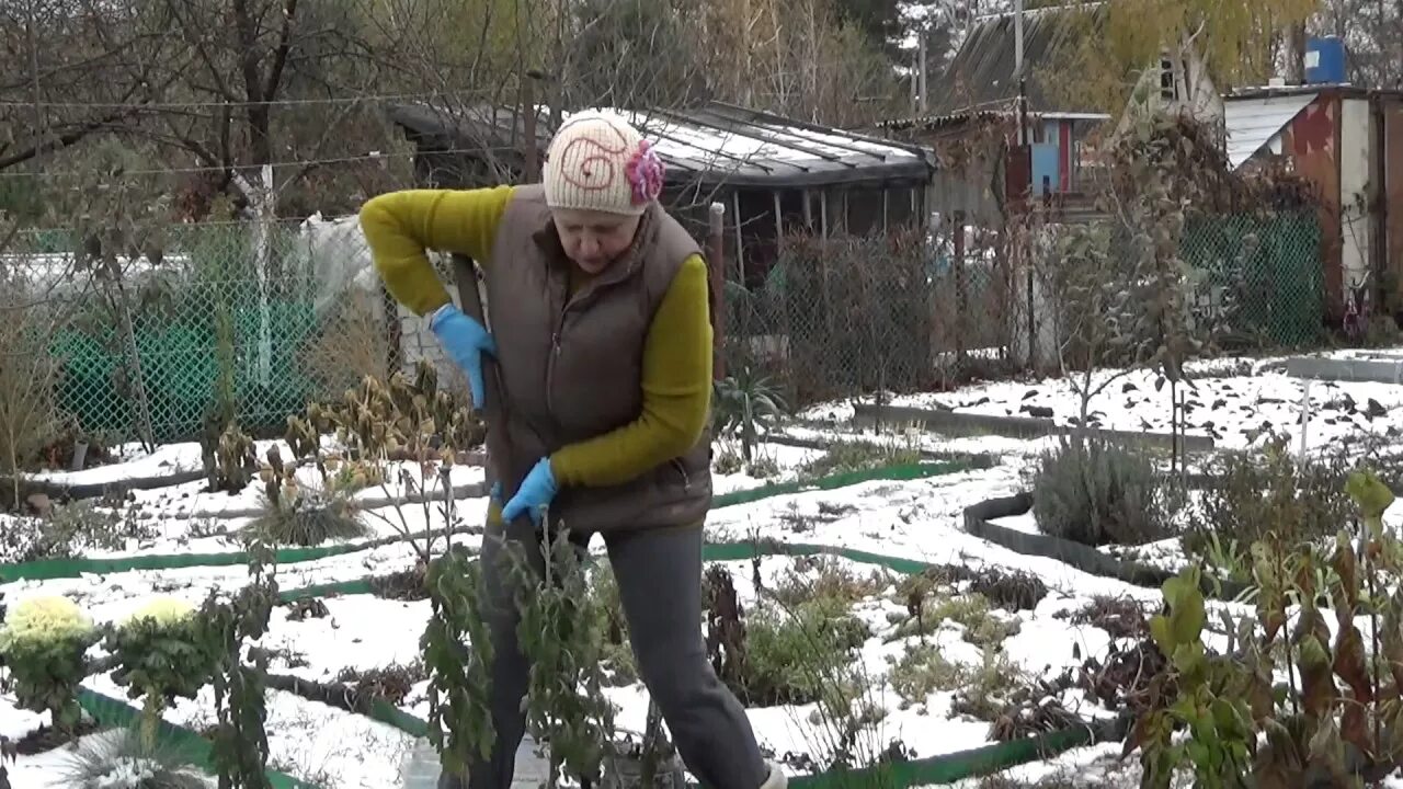 Когда обрезать хризантемы под зиму. Обрезка хризантем на зиму. куст хризантемы обрезать под зиму. как обрезать хризантемы на зиму. как обрезать хризантемы весной после зимы.