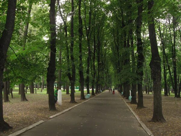 Главная аллея 4. Аллея героев кстово. По главной аллее. Зеленый парк павлово. Лефортовский парк липовая аллея.