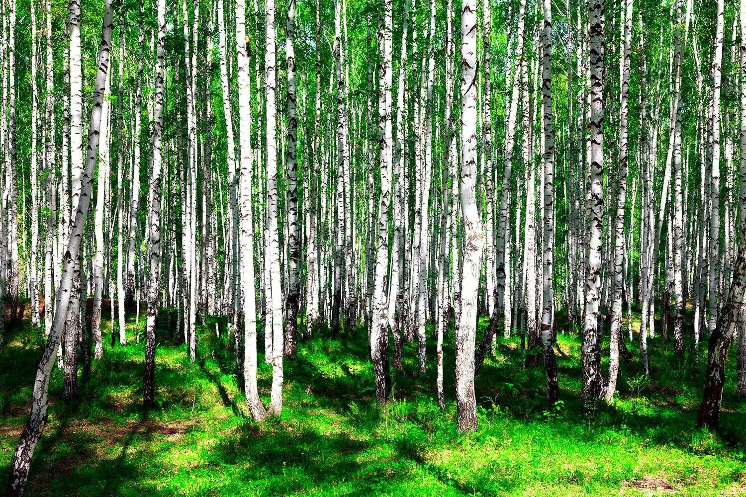 Природное сообщество березовый лес. Березовая роща Далматово. Яранская Березовая роща. Березовый лес. Весенний березовый лес.