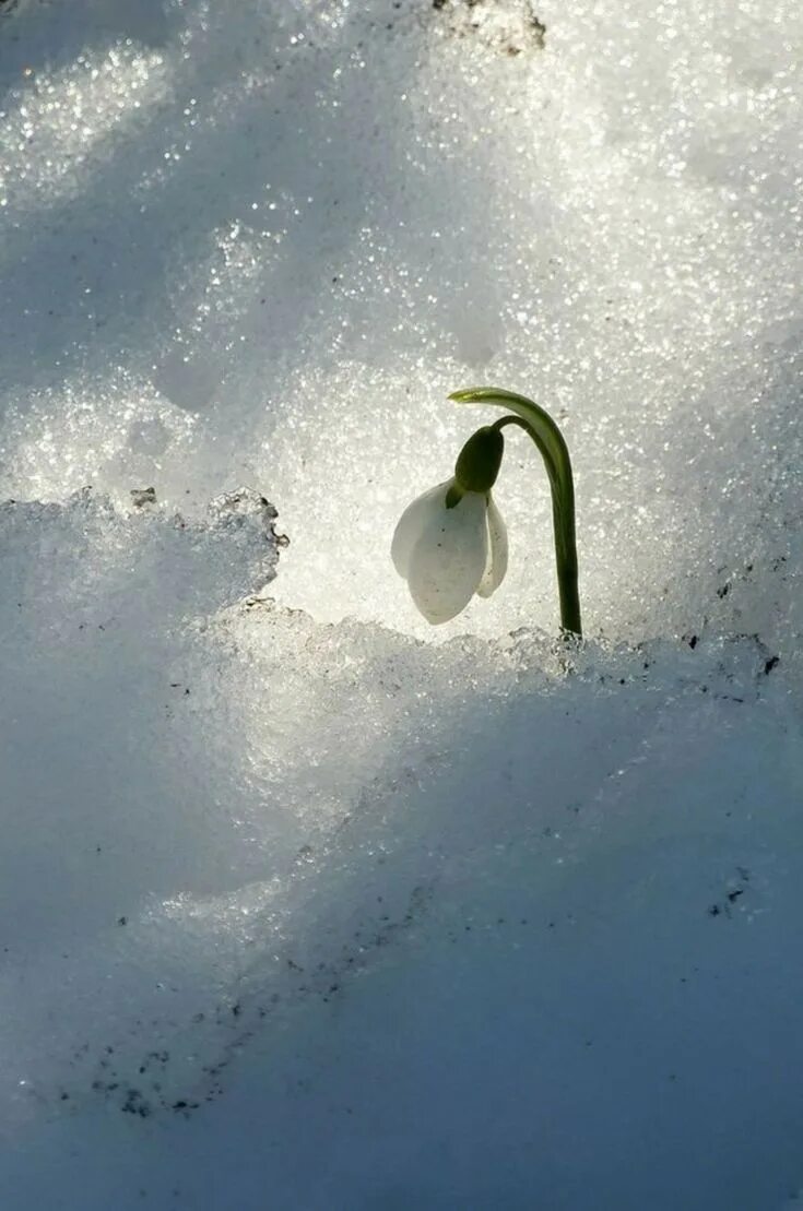 Цветы под снегом. Подснежники зимой. Подснежники под снегом. Снежок подснежник