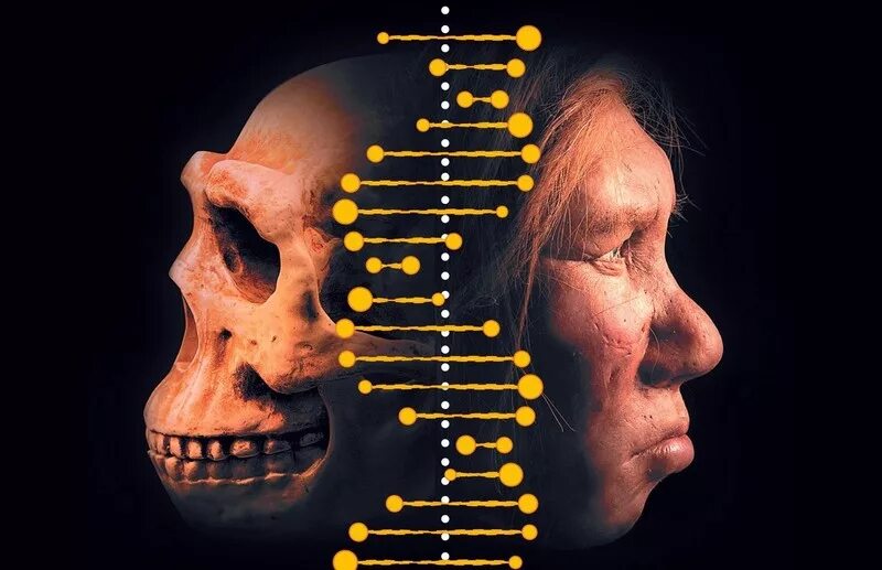 ДНК неандертальца и современного человека. Древняя ДНК.