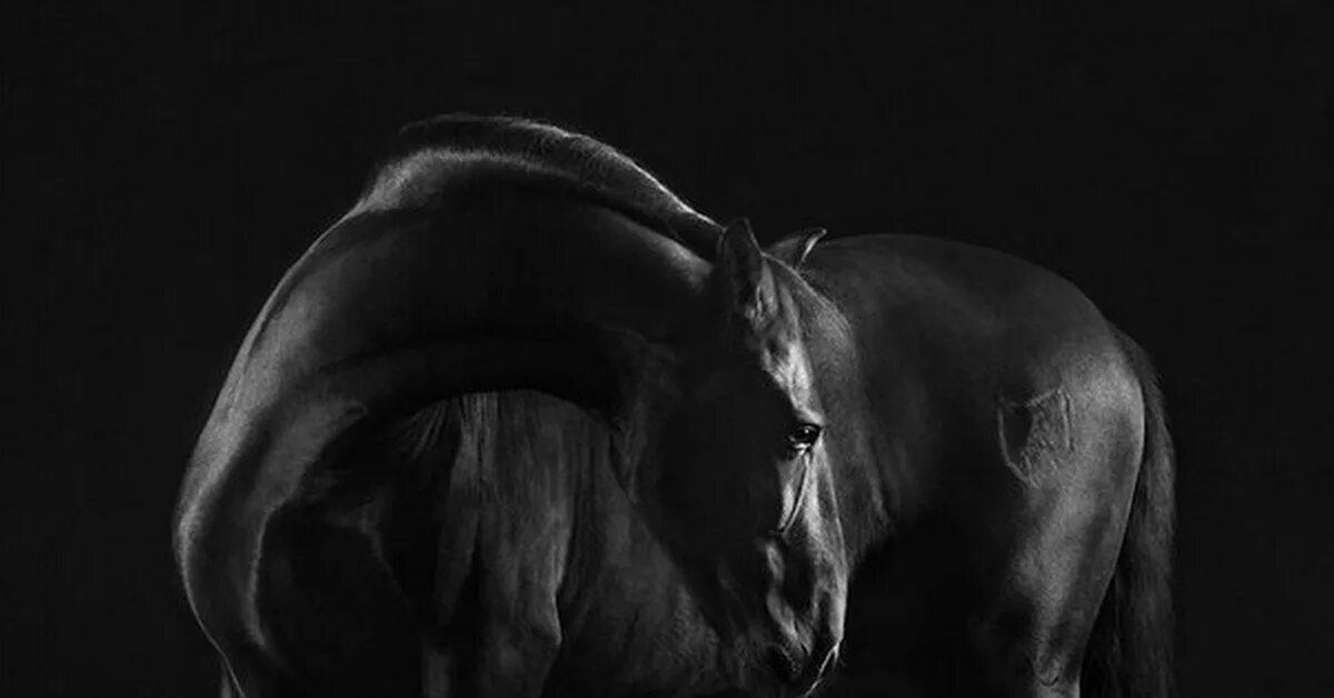 Лошадь в темноте. Лошадь на темном фоне. Фотографы лошадей. Лошадь на черном фоне.