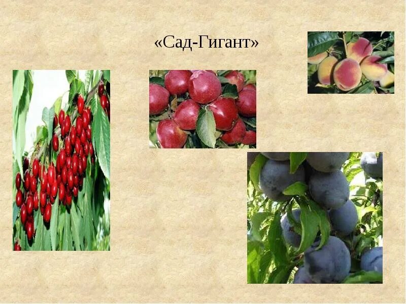 Сад гигант. Сад гигант на карте. сад гигант протокол. коробкина александра сад гигант.