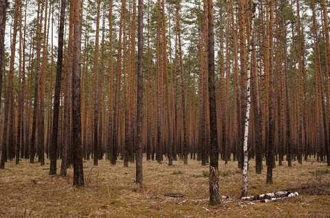 Много сосен