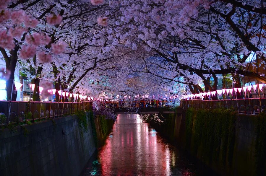 Ханами – любование сакурой в Японии. Ханами в Японии праздник цветения Сакуры. Ханами праздник цветения Сакуры. Японский фонарик Ханами Сакура.