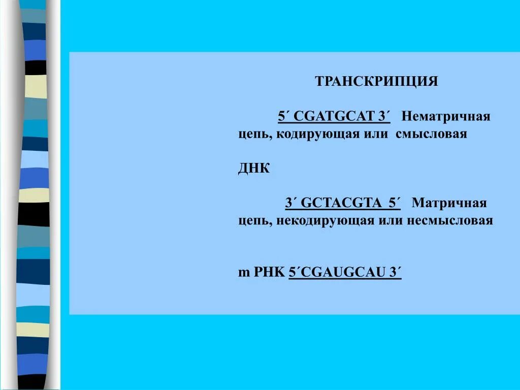 Смысловая цепь днк это. Кодирующая и матричная цепь ДНК. Смысловая и транскрибируемая цепь. Смысловая кодирующая цепь ДНК. Матричная ДНК И смысловая.