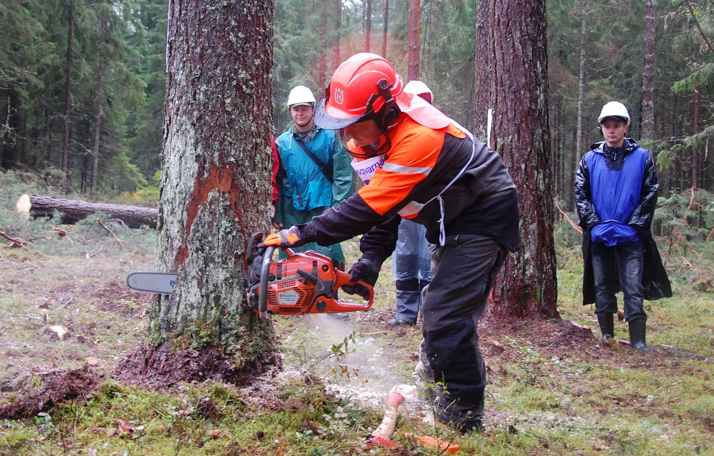 Лесорубы в лесу. Лесорубы в лесу. Лесоруб пилит дерево. Рубка деревьев. Пилят дерево в лесу.