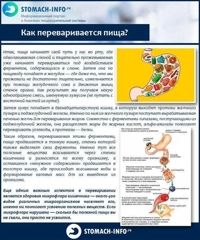 Желудок не работает как запустить у взрослого. Как переваривается аиша. как переваривается пища. как желудок переваривает пищу. желудок не переваривает пишу.
