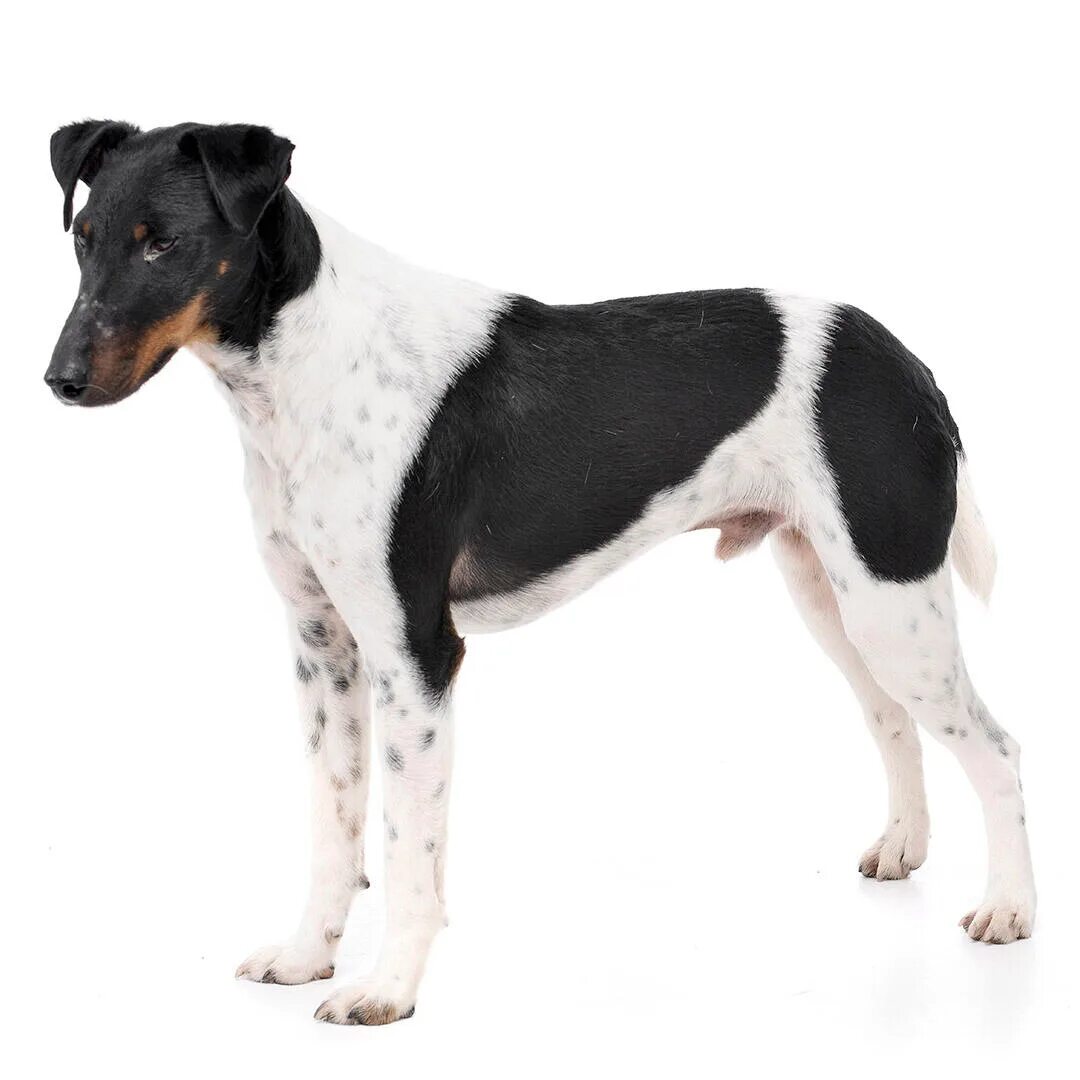 Smooth coat