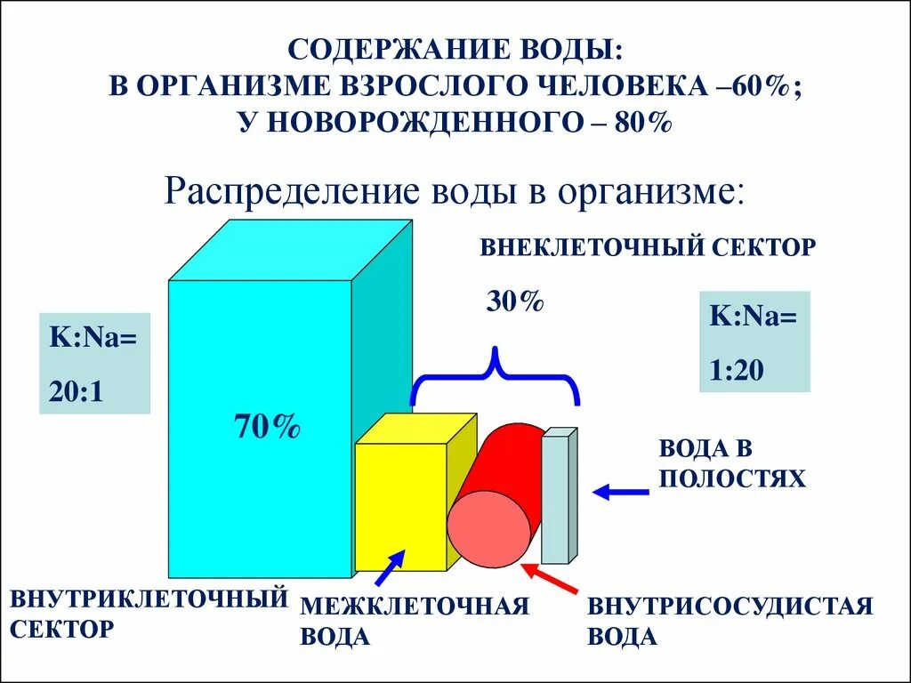 Низкое содержание воды в организме. Распределение воды в организме. Распределение воды в организме человека. Содержание воды в организме человека. Содержание воды в организме взрослого человека.