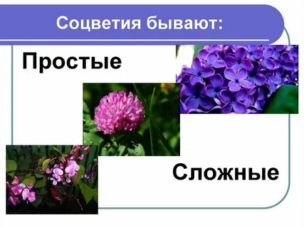 Тема соцветия 6 класс