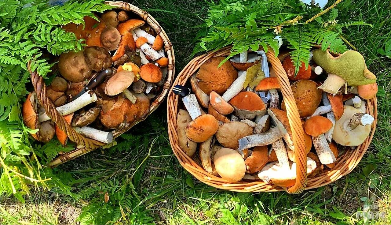 сезон грибов в норильске. грибы на севере. опенок японский фолиото намеко. можно оставлять грибы на ночь. опята намеко.