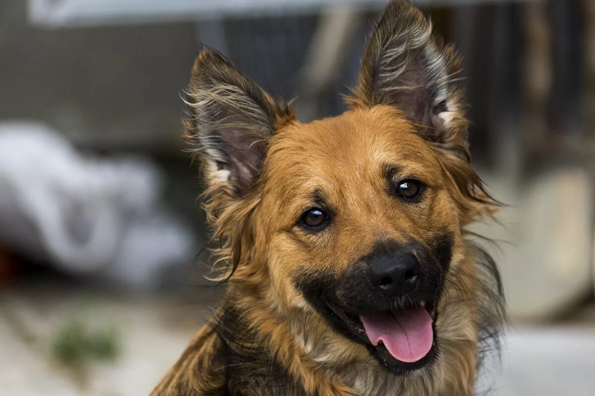 собака снежинск