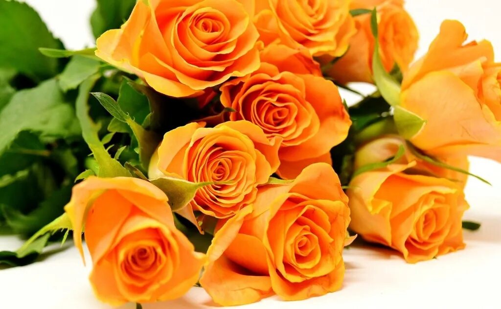 Papel de parede rosa, Flor rosa branca, Rosas lindas