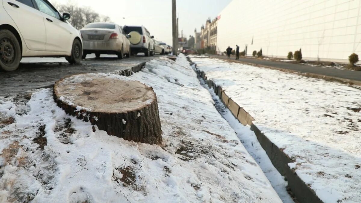 Вырубка деревьев на генерала карбышева. Незаконная рубка деревьев в рк. sulpak спил деревьев в алмате.