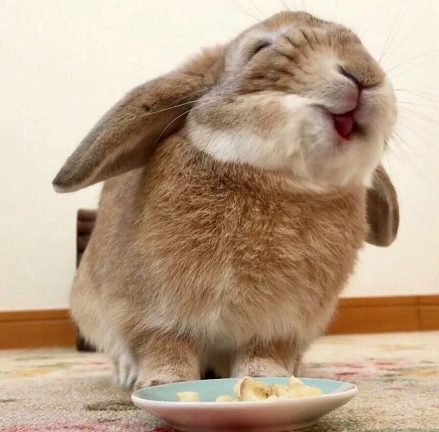 привет зайка. с днем рождения. обиженный зайчик. радостный зайчик. довольный кролик.