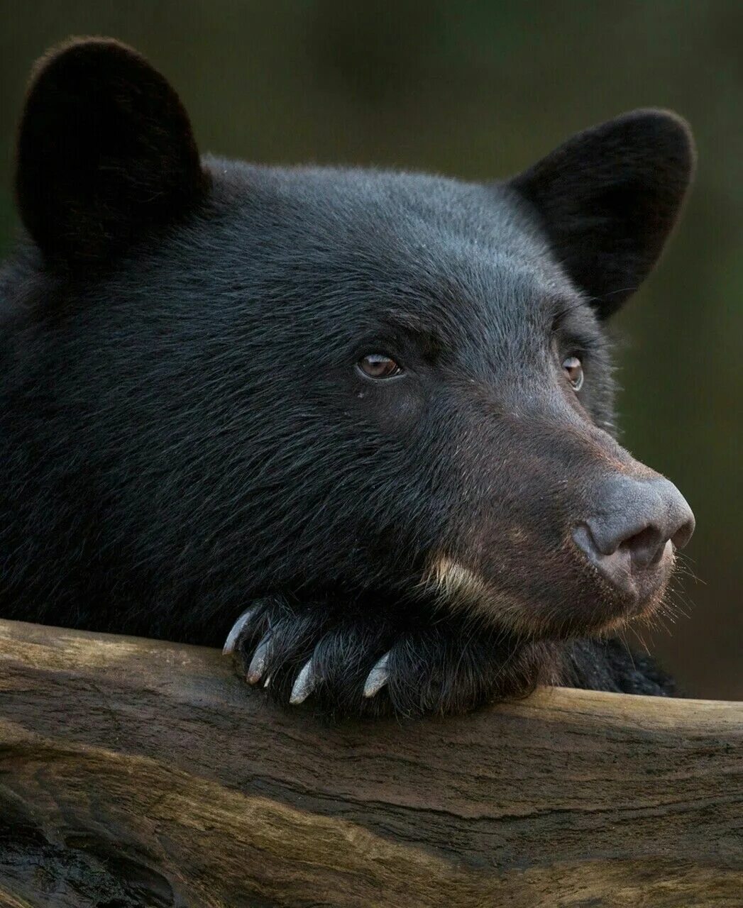 Черный барибал. Американский медведь барибал. Блэк гризли. Американский барибал. Гималайский медведь в северной америке.