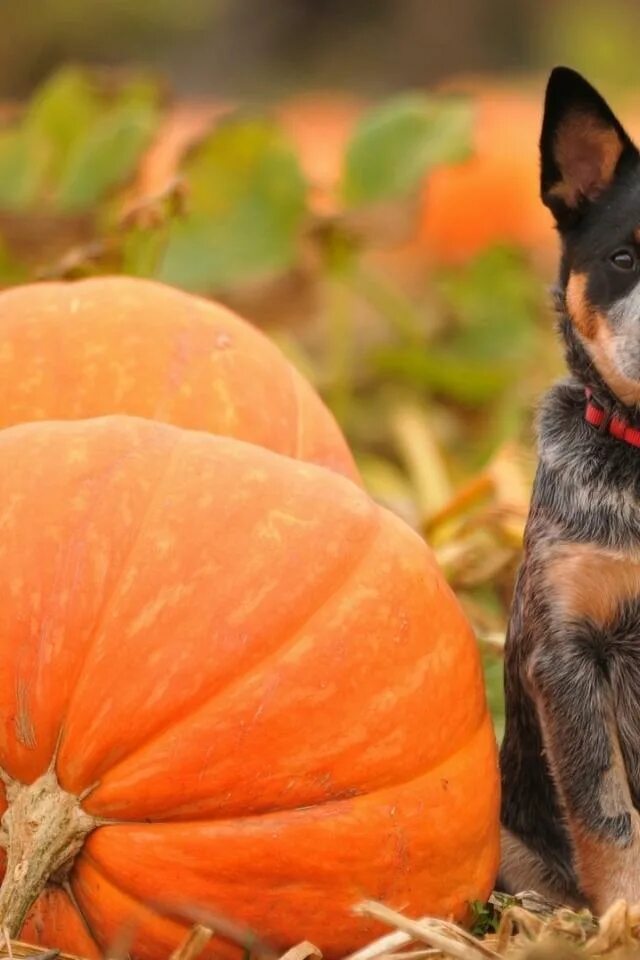 Собака осень тыква. Кане корсо. Собака в тыкве мопс. Тыквенный пёс. Тыквенная собачка.