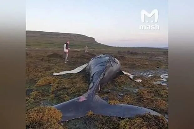 Спасение кита в баренцевом море