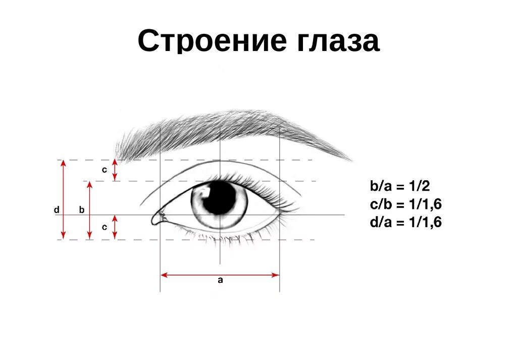 Маленькие глазки еще не потухнули и бегали. Строение брови схема. Схема построения глаза. Схема построения макияжа глаз. Схема построения эскиза бровей.