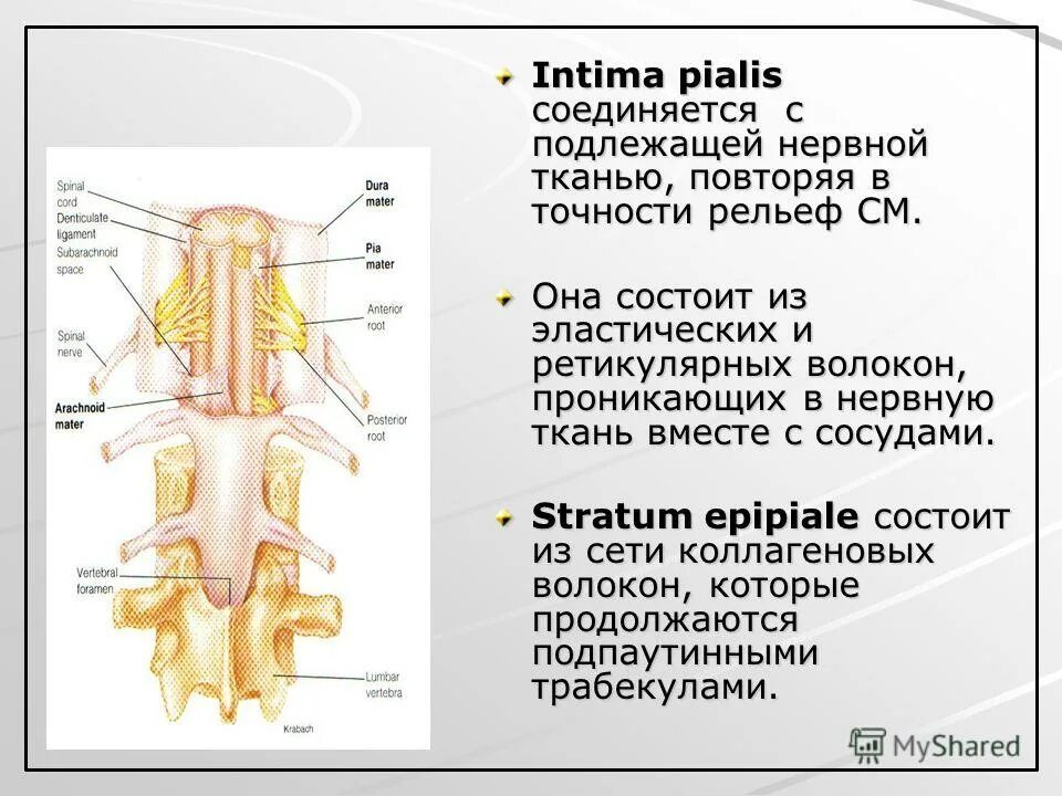 Какую функцию выполняет спинной мозг у акулы