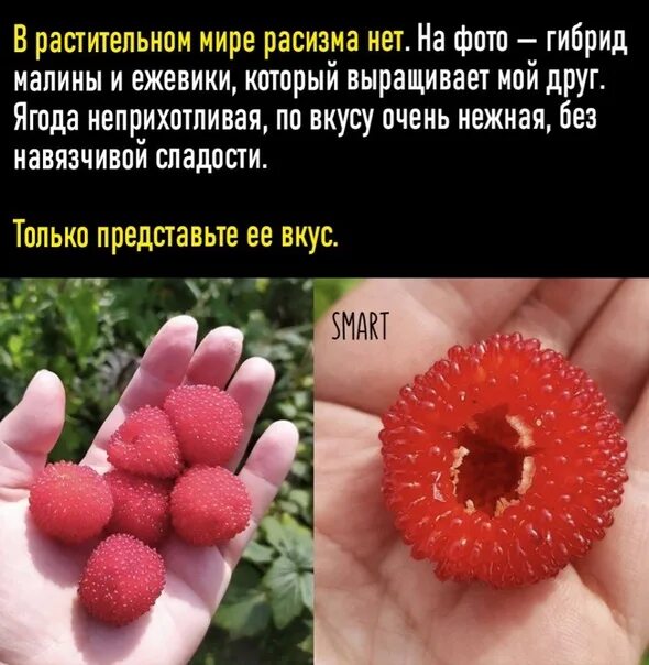 Малина хейса. Гибрид малины и ежевики. гибрид малины дуо. скрещенная малина.