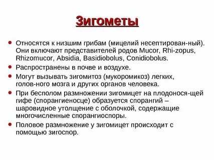 Низшие грибы список