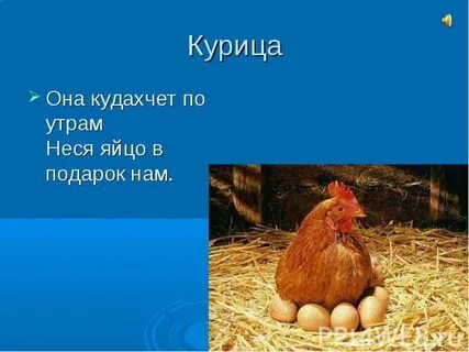 Курица кудахчет