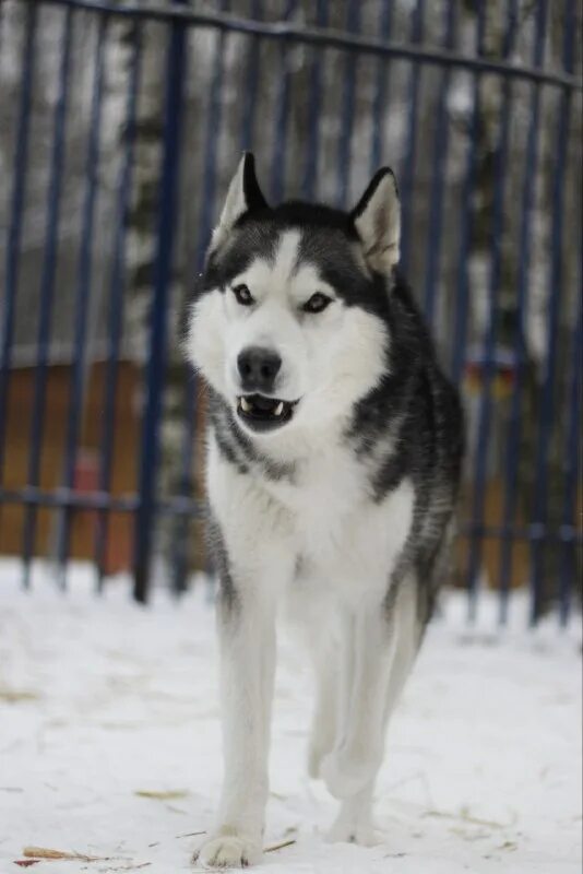 хаски ягодная