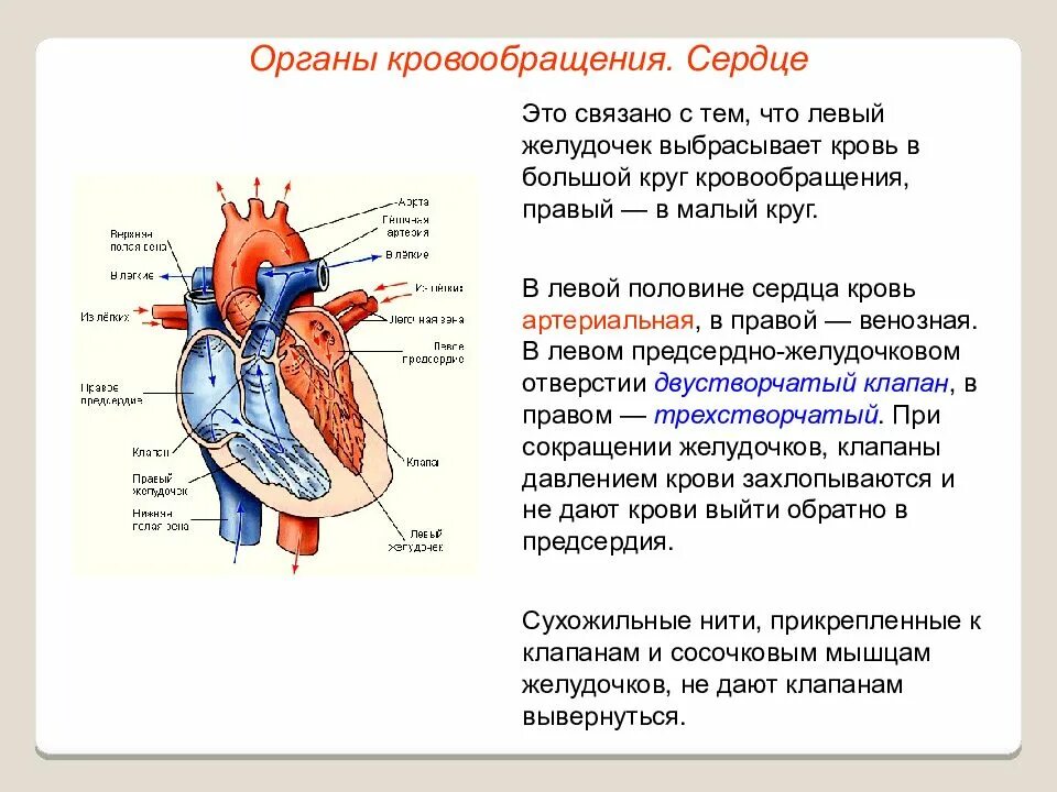 Какая кровь в левом желудочке сердца. Строение сердца и функции схема. Строение кругов кровообращения сердца человека анатомия. Схема работы сердца и движение крови. Схема строения сердца и кругов кровообращения.