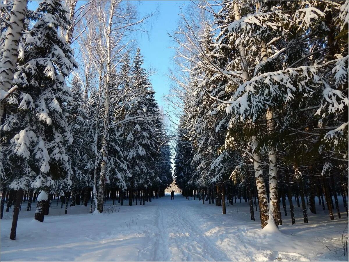 Сказка ишим. Лесная сказка зимой. лесная сказка зимой белгородская область. лесная сказка алматы зимой. сказочный лес тамбов зимой.