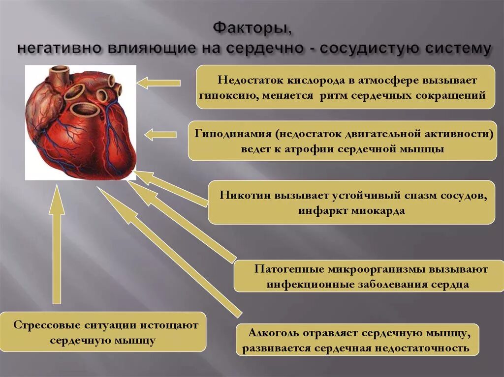 Какие факторы влияют на сердечно сосудистую систему. Факторы влияющие на сердечно сосудистую систему. факторы негативно влияющие на сердечно-сосудистую систему. факторы негативно влияющие на ссс. факторы негативно влияющие на сердечно-сосудистую.