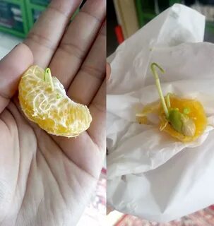 Сколько прорастает косточка мандарина