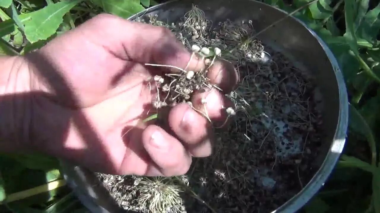 Покажи видео как сажать. Картофель ведро с куста выращивание.