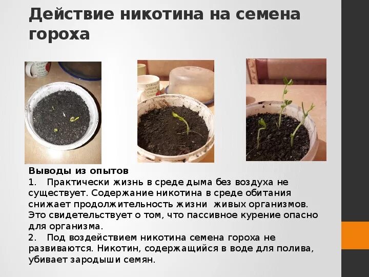 Жизненная форма гороха посевного. Таблица рассады овощей для высадки в грунт. Продолжительность жизни гороха. Продолжительность фаз развития сои. Продолжительность жизни гороха.