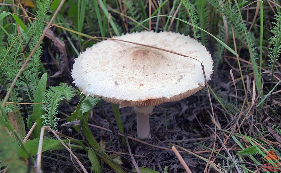 Гриб зонтик белый съедобный. Гриб-зонтик девичий (macrolepiota puellaris). Гриб зонтик белый съедобный. Гриб зонтик луговой. Гриб - зонтик пёстрый (macrolepiota procera).