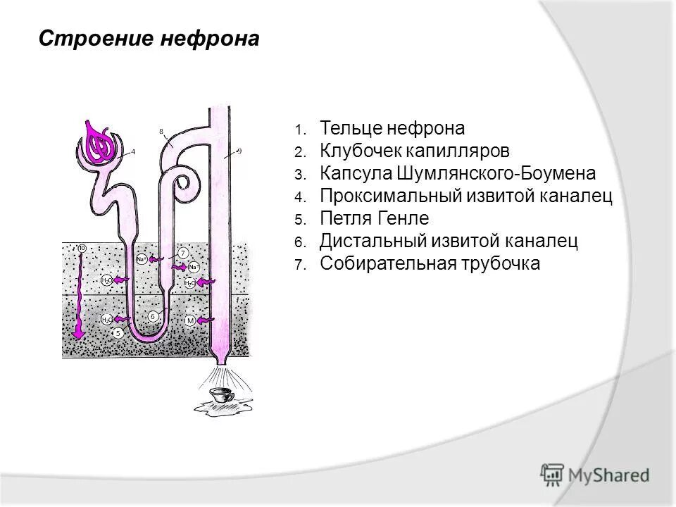 Высокое давление в капиллярном клубочке