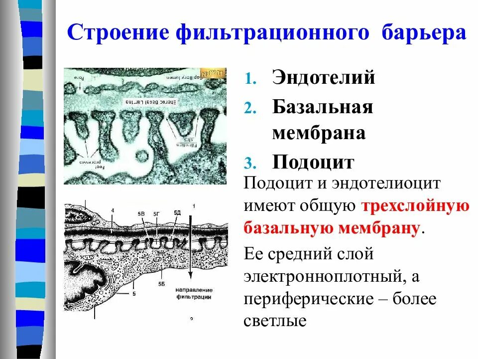 Базальная мембрана функции. Базальная мембрана интегрины. Строение базальной мембраны почки. Фильтрационный барьер почечного тельца гистология. Фильтрационный барьер и его гистологические элементы..