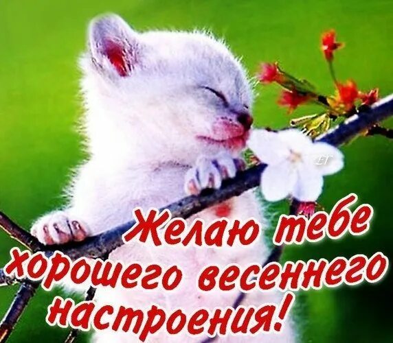 Доброго весеннего дня и отличного настроения. Хорошего весеннегнастроения. хорошего весеннего настроения. хорошего дня и отличного настроения веченнте. весеннего настроения и хорошего дня.