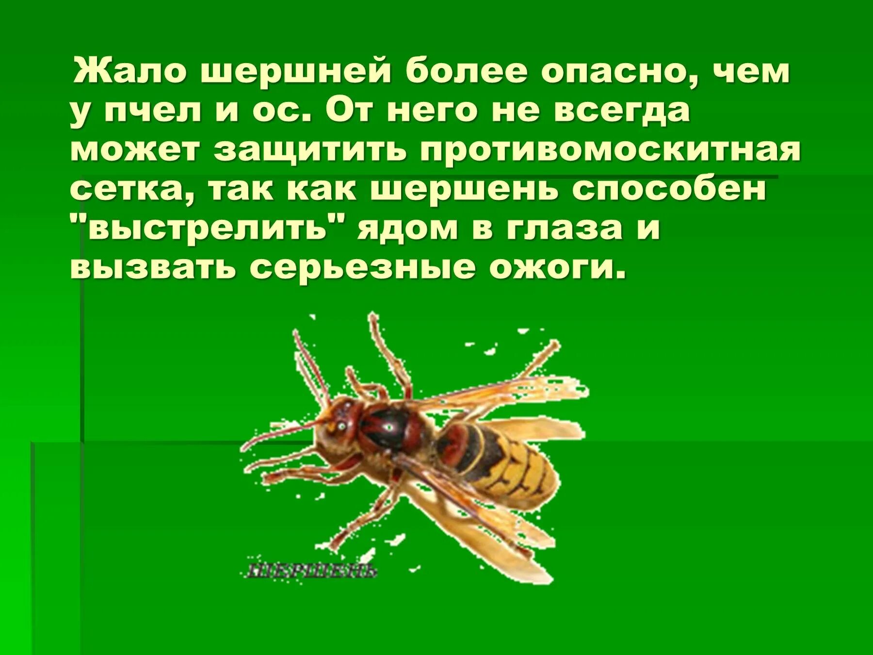 Укусы насекомых сообщение. Презентация на тему опасные насекомые. Защита от жалящих насекомых. Укусы насекомых и защита от них.