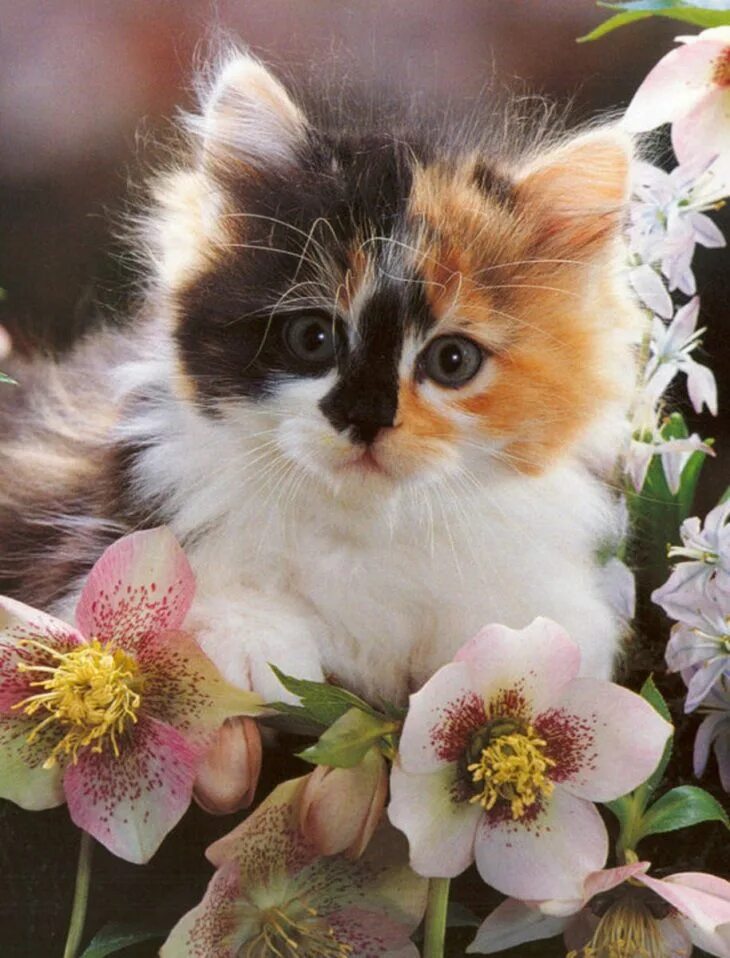 Кошка много цветов. Красивые кошечки. Красивые котята. Котенок с цветочком. Самые красивые и милые кошки.