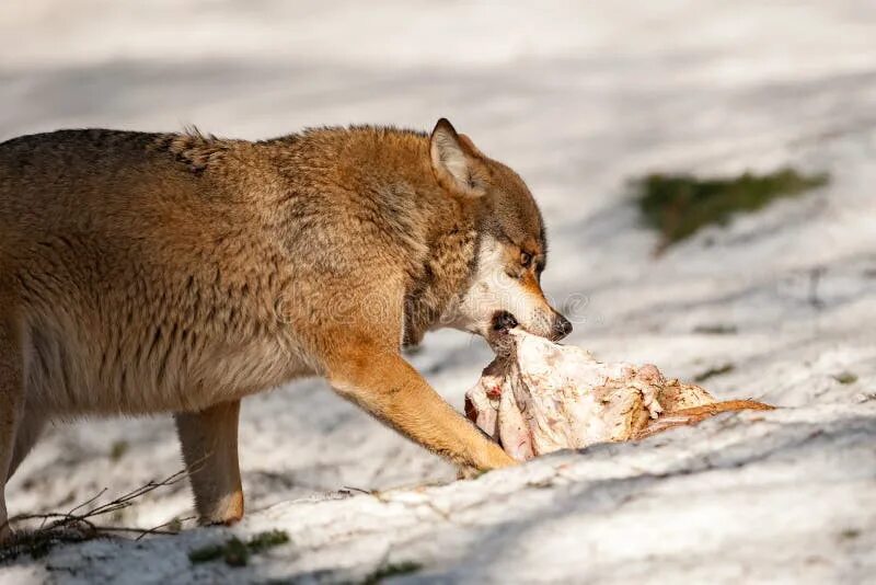 Может ли волк съесть волка