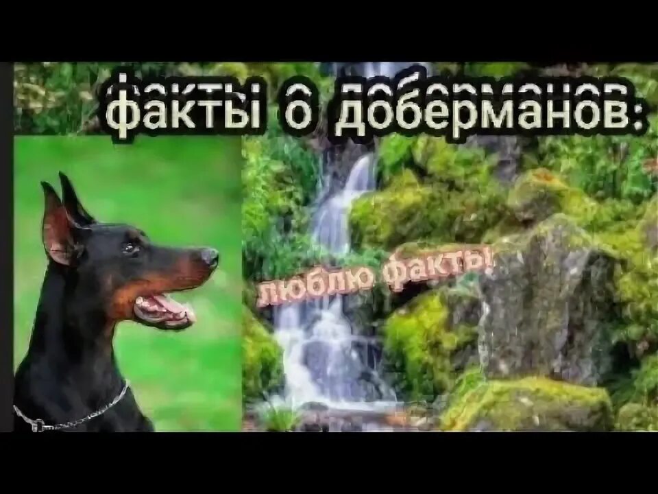 Доберман зауэр. Легендарный доберман треф. Доберман породы собак. Факты о доберманах. Стих про добермана.