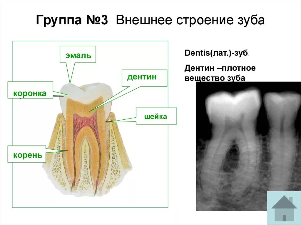Каково внешнее и внутреннее строение зуба. Внешнее и внутреннее строение зуба. внешнее и внутреннее строение зуба их функция. внешнее строение зуба анатомия. каково внешнее строение зуба.