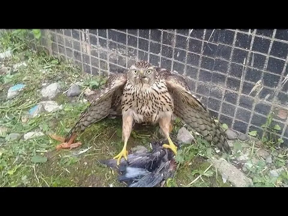 Лунь канюк тетеревятник. Ястреб тетеревятник атакует. Коршун тетеревятник. Ястреб в городе почему. Ястреб тетеревятник зимой.