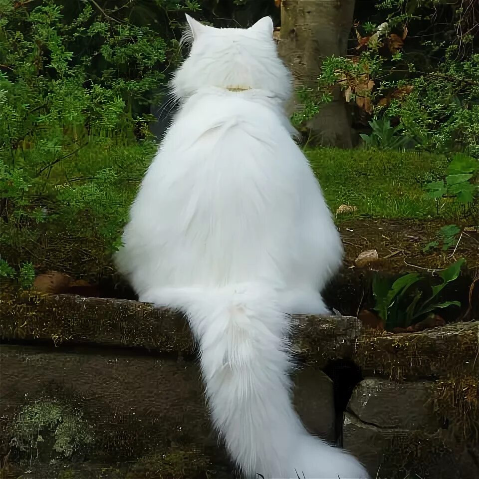 Турецкая ангора биколор. Кошка с пушистым хвостом. Турецкая ангора белая. Белый пушистый хвост. Белая кошка с пушистым хвостом.